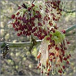Acer negundo var violacenum