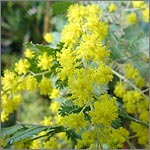 Acacia baileyana
