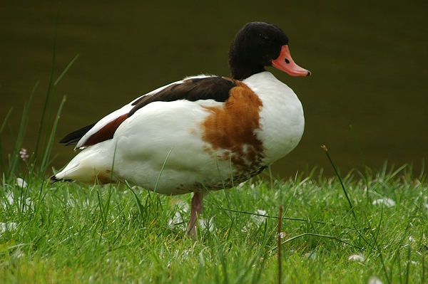 Brand-Gans im Queen-Auguste-Victoria-Park