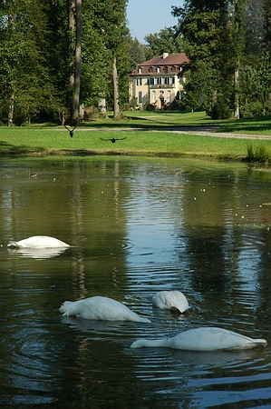 Nahrungssuche der Singschwäne im Queen-Auguste-Victoria-Park vor der Kulisse des Schlosses