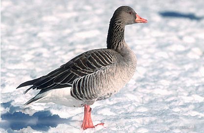 Dem Fulwellpark auch im Winter treu geblieben: Die Graugans