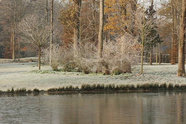 Angezuckert:  Sträucher im Fulwellpark