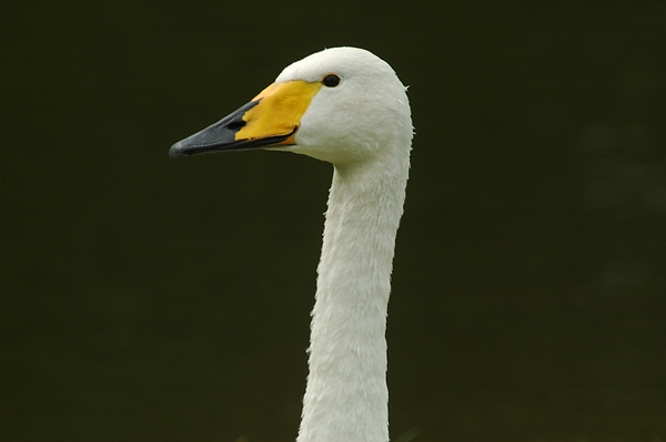 So neugierig wie Sie ?
Der Singschwan singt zum Dank für die Befriedigung seiner Neugier
