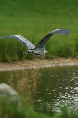 Auf dem Flug über das Gewässer im Fulwellpark