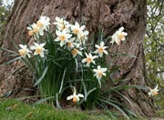 Im Schutze des alten Baumes kündigen Sie den Frühling an: Die Osterglocken